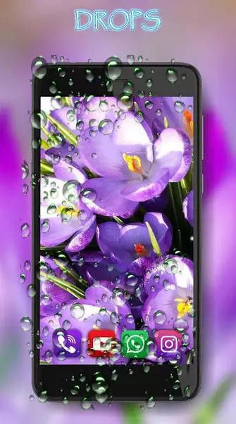 番红花之春app下载