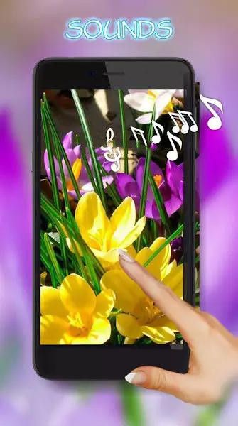 番红花之春壁纸安卓版