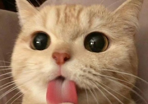 ԼѽҲ˱