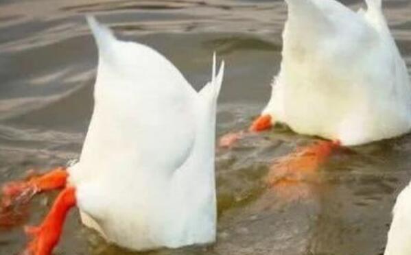 еѼӱ